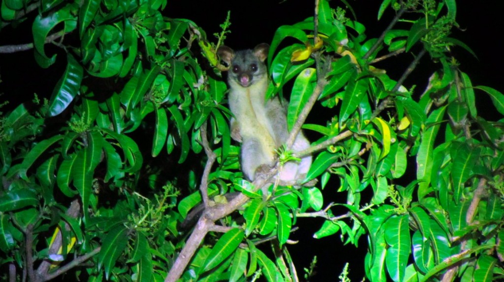 possum_mango-tree_worldtour-outdoorexprience