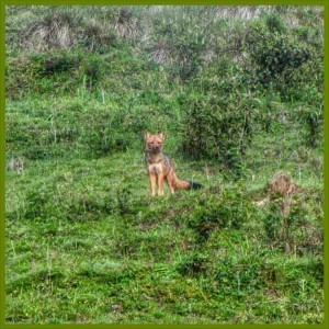 Choquequirao-Trek_Fox
