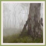 mount-canobolas_orange