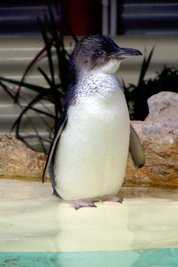 little-penguin