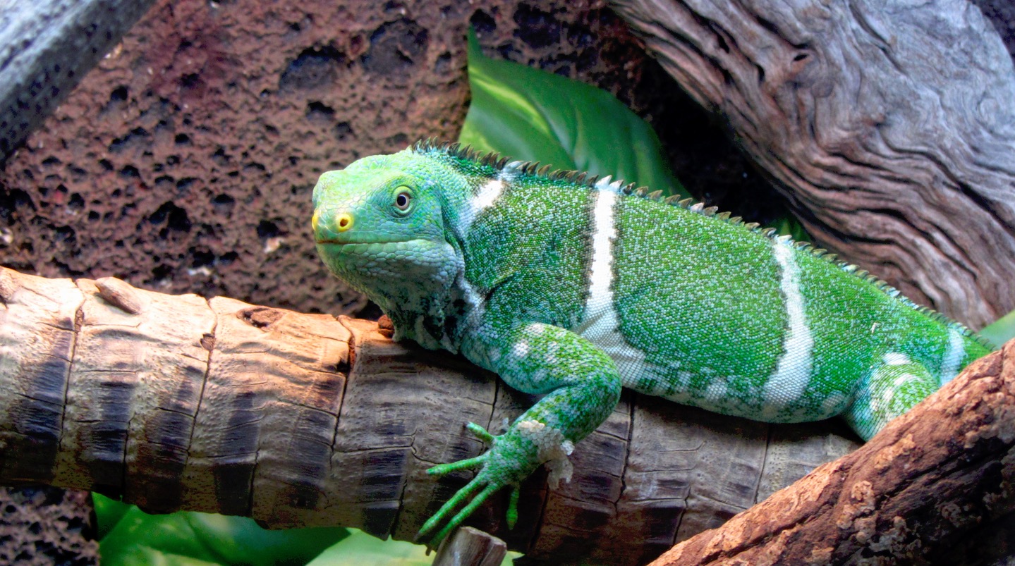 perth-zoo_iguana